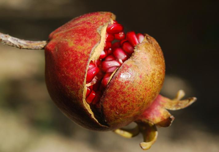 Ancient Fruits: an exhibition dedicated to forgotten plants, flowers and fruits.